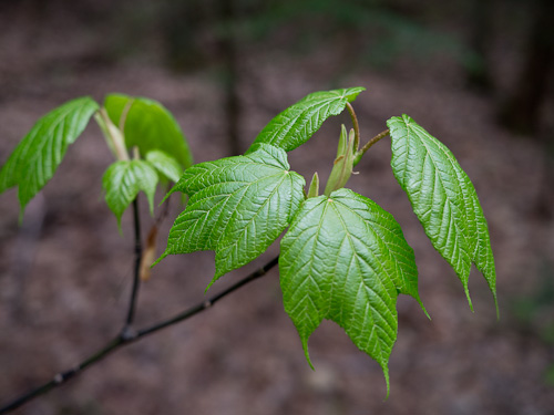 cluster of new tree leaves