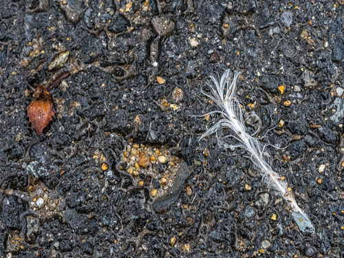 closeup of wet white feather on asphalt, tiny brown leaf