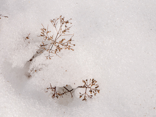 closeup of dry garden flower in snow