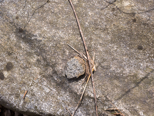 small stone and branches on large stone closeup