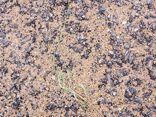 green threads of plant on sand and asphalt