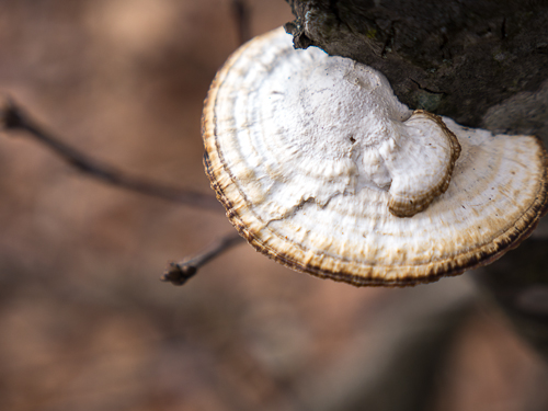 closeup of tree mushroom