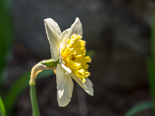 single white and yellow daffodil