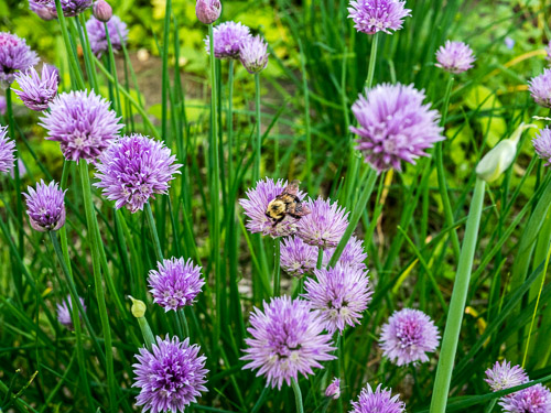 closeup of purple chive blossoms & bumble bee