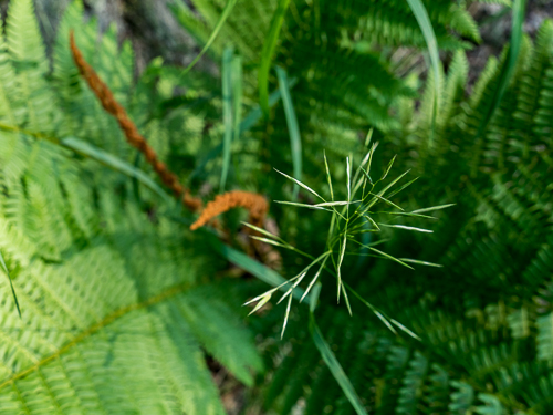 grass seed heads with cinnamon fern