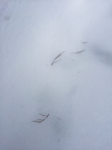 Twigs on Snow