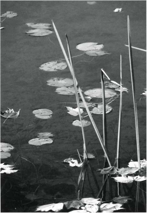 2008-Winter--MartineBatchelor-LillyPad