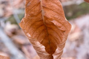 20121116_1020283
