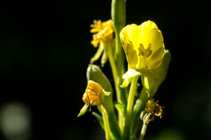 IJ20Aug2013-1020937.jpg