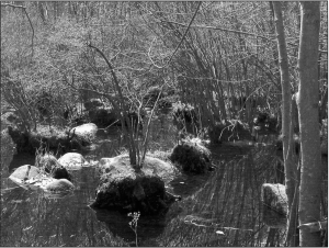 Spring2006_AKC2