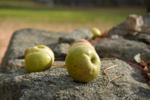 applesonwall