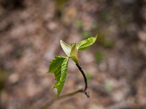 tree bud unfolding