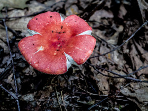 crimsonMushroom-1010776.jpg