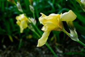 daffsInGarden-e1348084365779.jpg