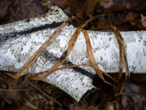 downedBirchBranchWithBrownPlantWrap.jpg