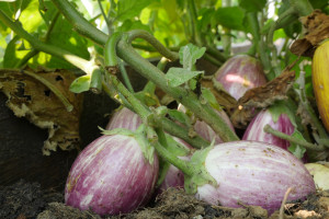 eggplants22