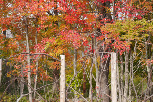 falltreesabovefence