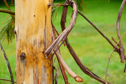 Vine on Garden Fence