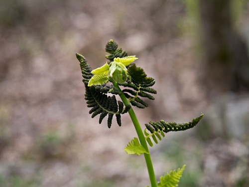 fern uncurling