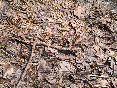 Sticks on Frozen Leaves