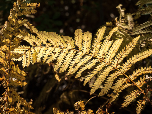 yellow-brown dried fern in shaft of light