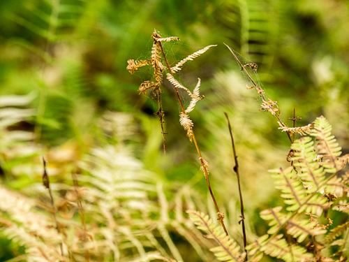 broken dried ferns, green fern bokeh