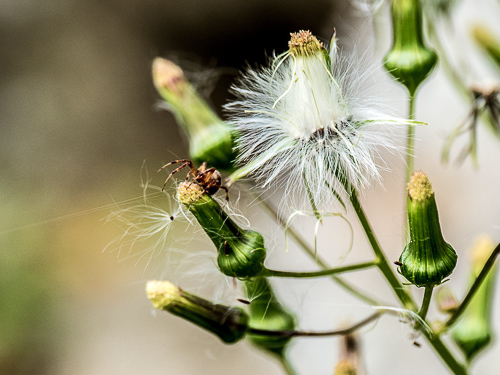 weed flower seeds dispersing, with spider