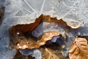 frozenLeafIceTongue-e1348175021124.jpg