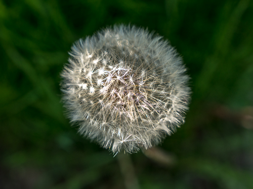 closeup of dandelion lit by sun in shade