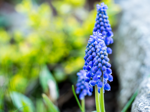 grape hyacinth closeup