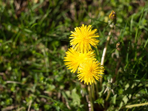 three dandelions in bloom