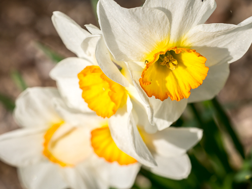 yellow and white daffodils closeup
