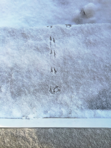 Bird Prints in Snow