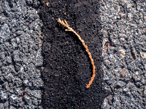 closeup of evergreen twig on tar on asphalt