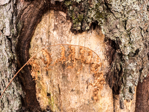 dried fern frond in front of scared tree trunk