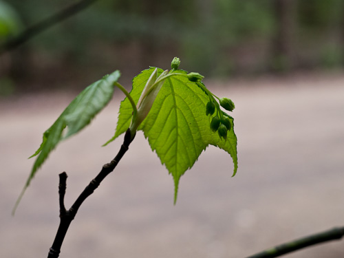 budding leaves & tree fruits