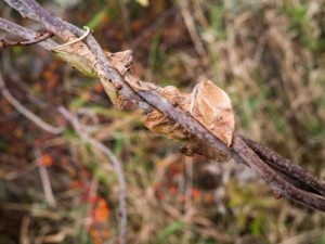 leafInVines-e1351520977633.jpg