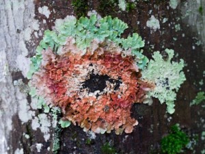 lichenEye-e1348084207926.jpg