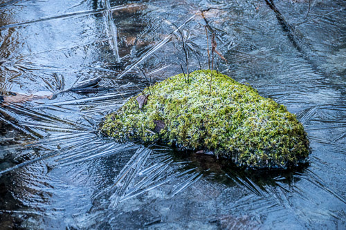 mossOnStoneInIce.jpg