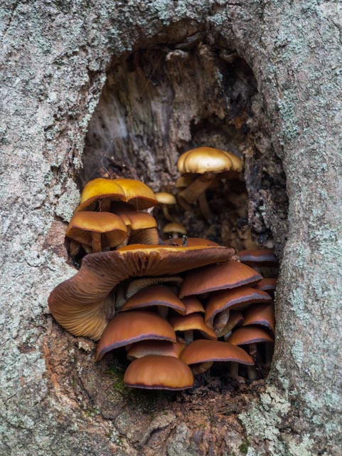 mushroomsInKnothold.jpg