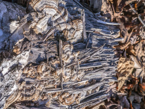 mushroomsOnBirchLog.jpg