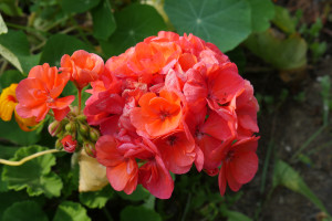 orangeflowers