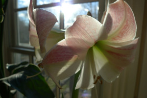 orchidjan16