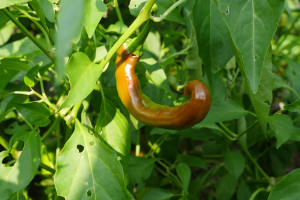 pepper