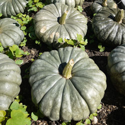 pumpkins-stored-1