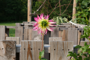 rearofflower