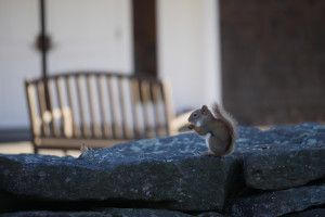 squirrelhall