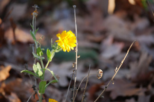 sunnyflower