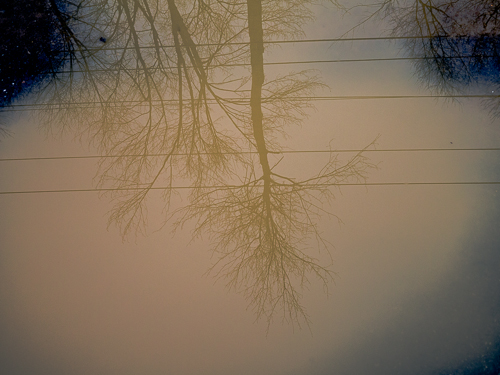 treeShadowsInPuddle.jpg