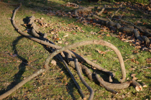 twistedbranches